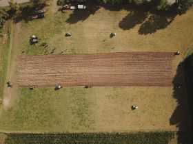 Bulldog mit Pflug auf dem Acker
